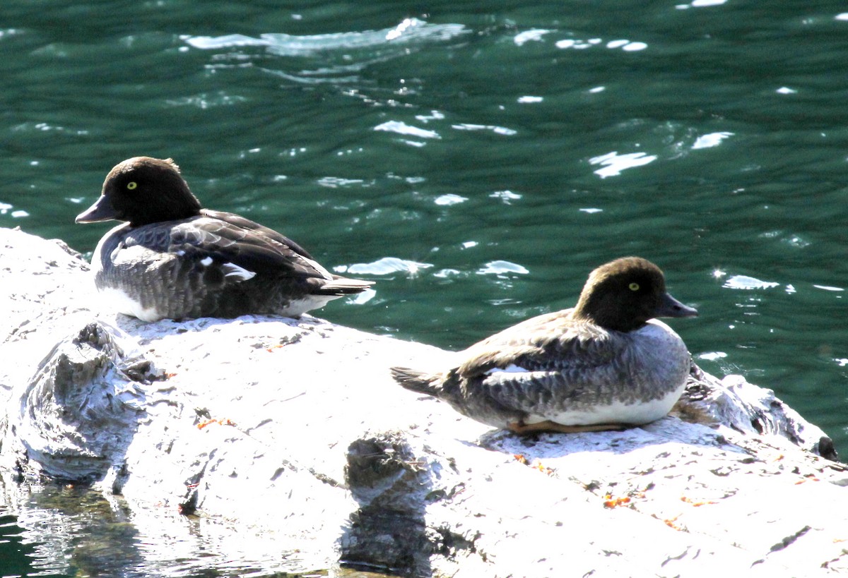 Barrow's Goldeneye - ML30211551