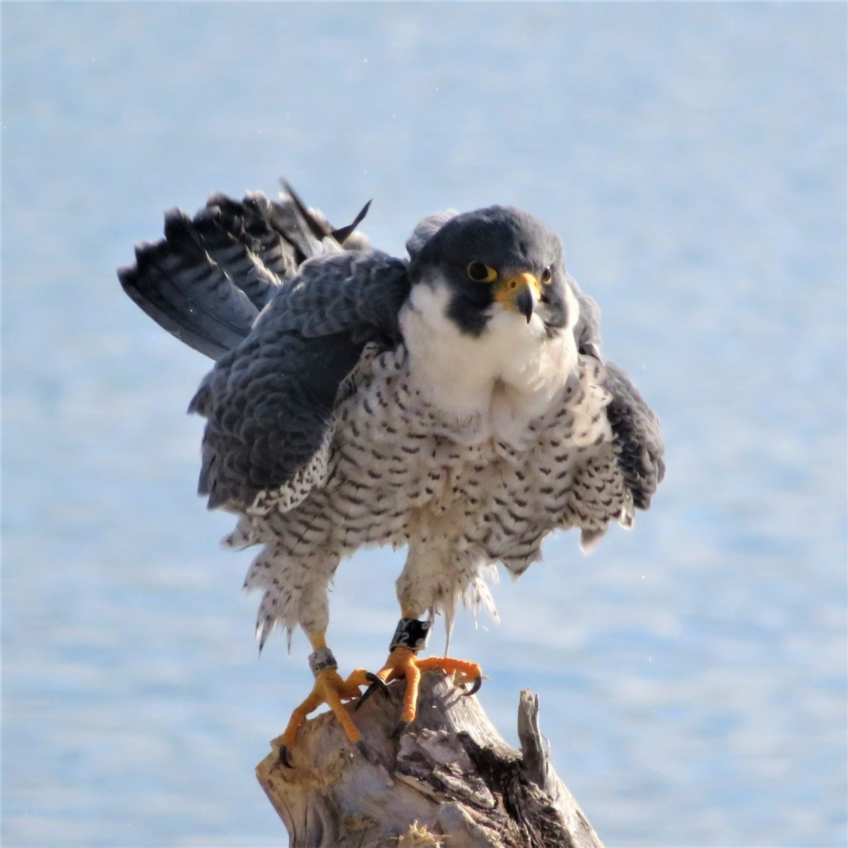 Peregrine Falcon - ML302115701