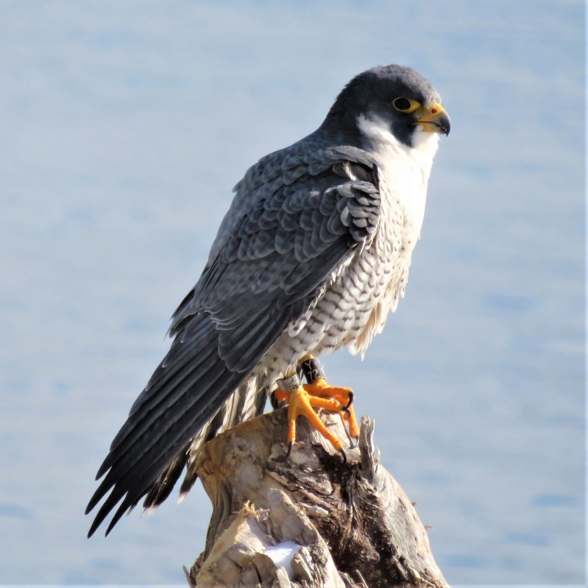 Peregrine Falcon - ML302115771