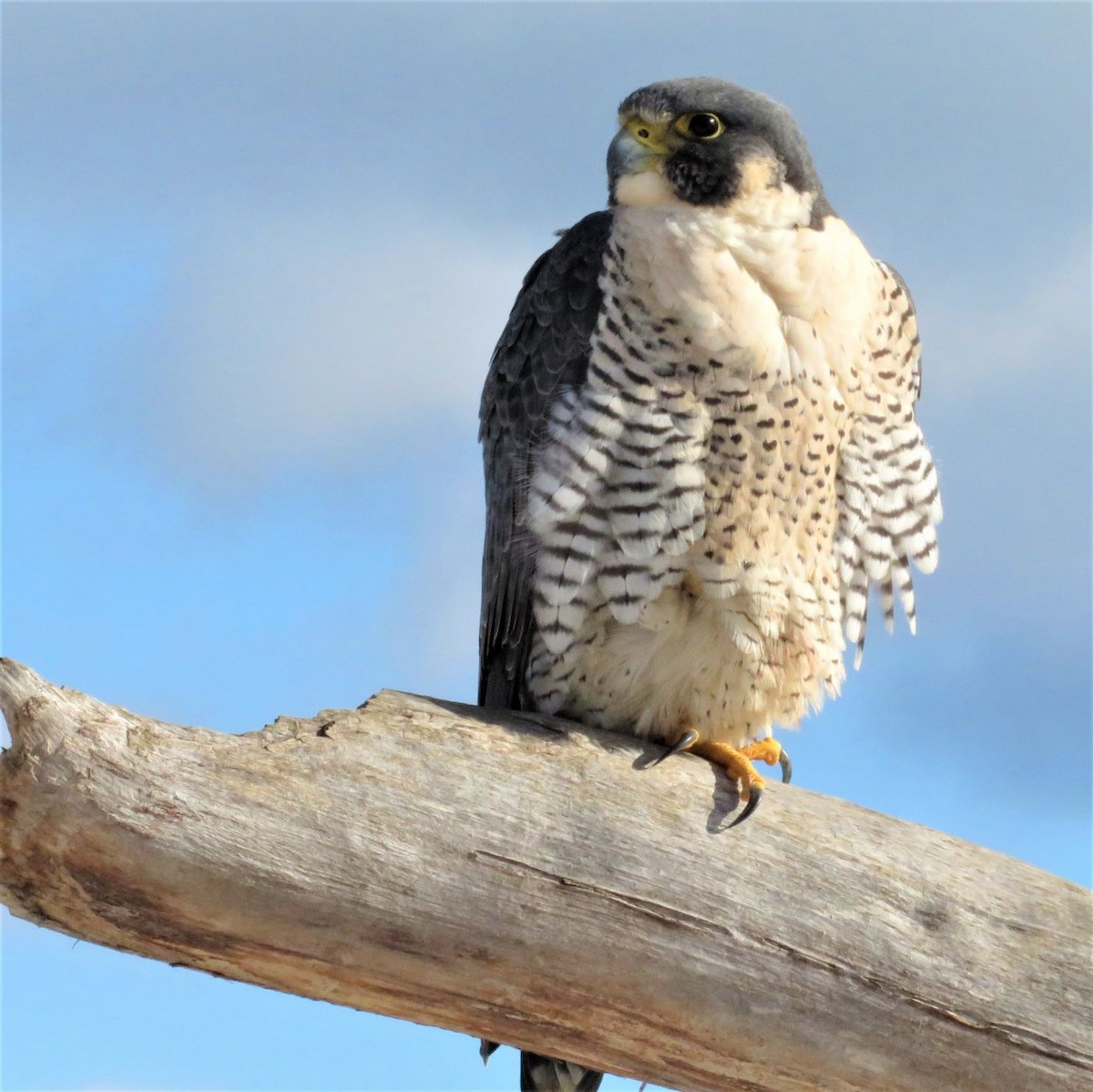 Peregrine Falcon - ML302115811