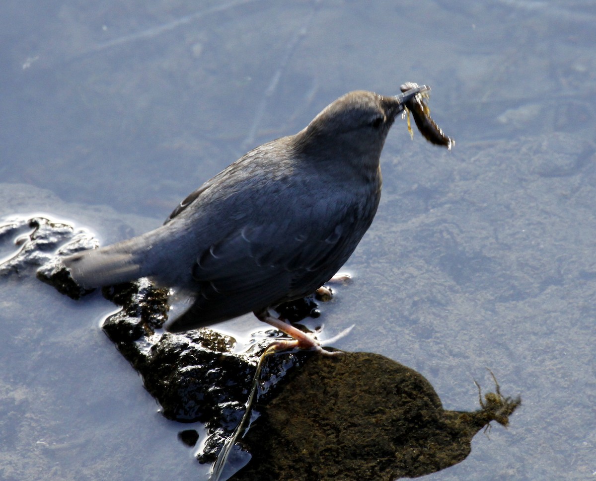 American Dipper - ML30211691