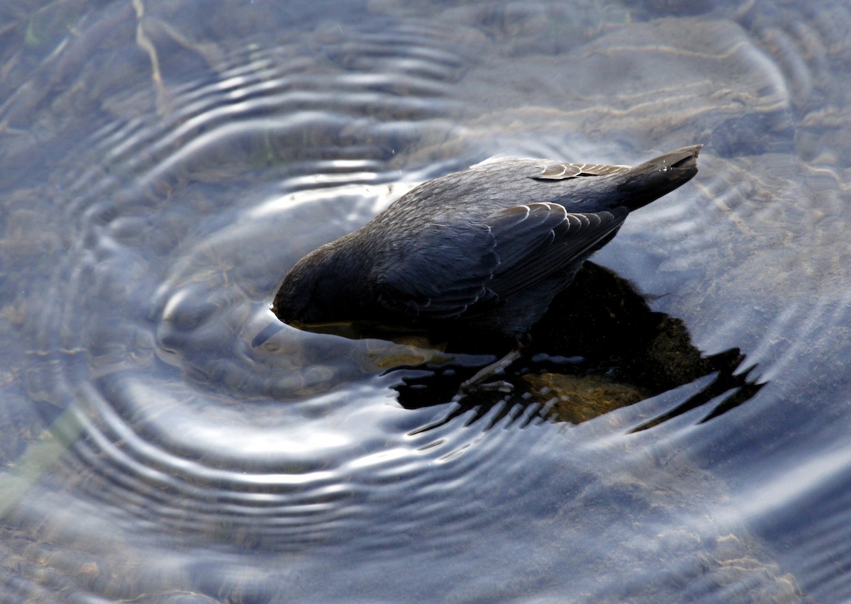 American Dipper - ML30211711