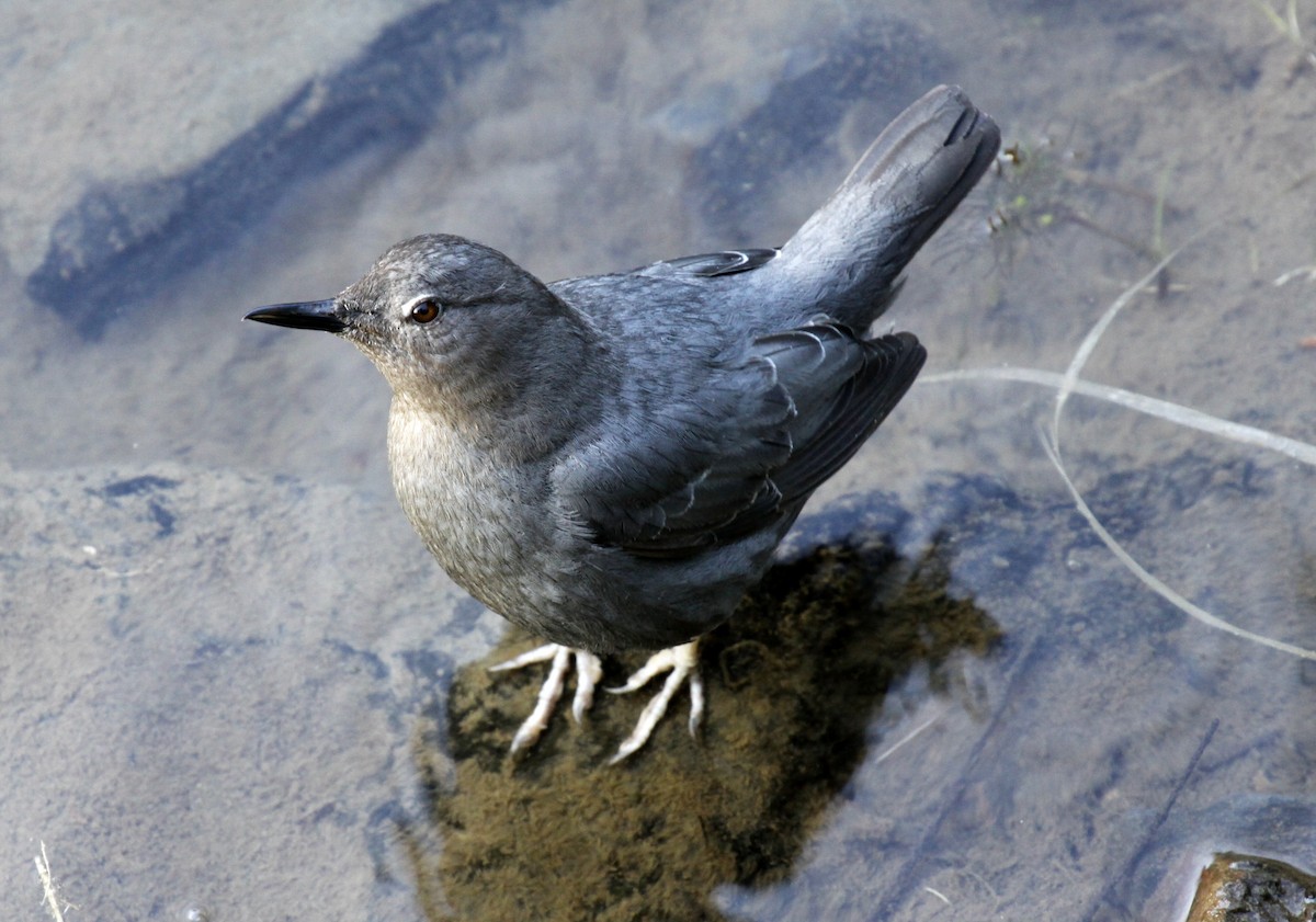 American Dipper - ML30211721