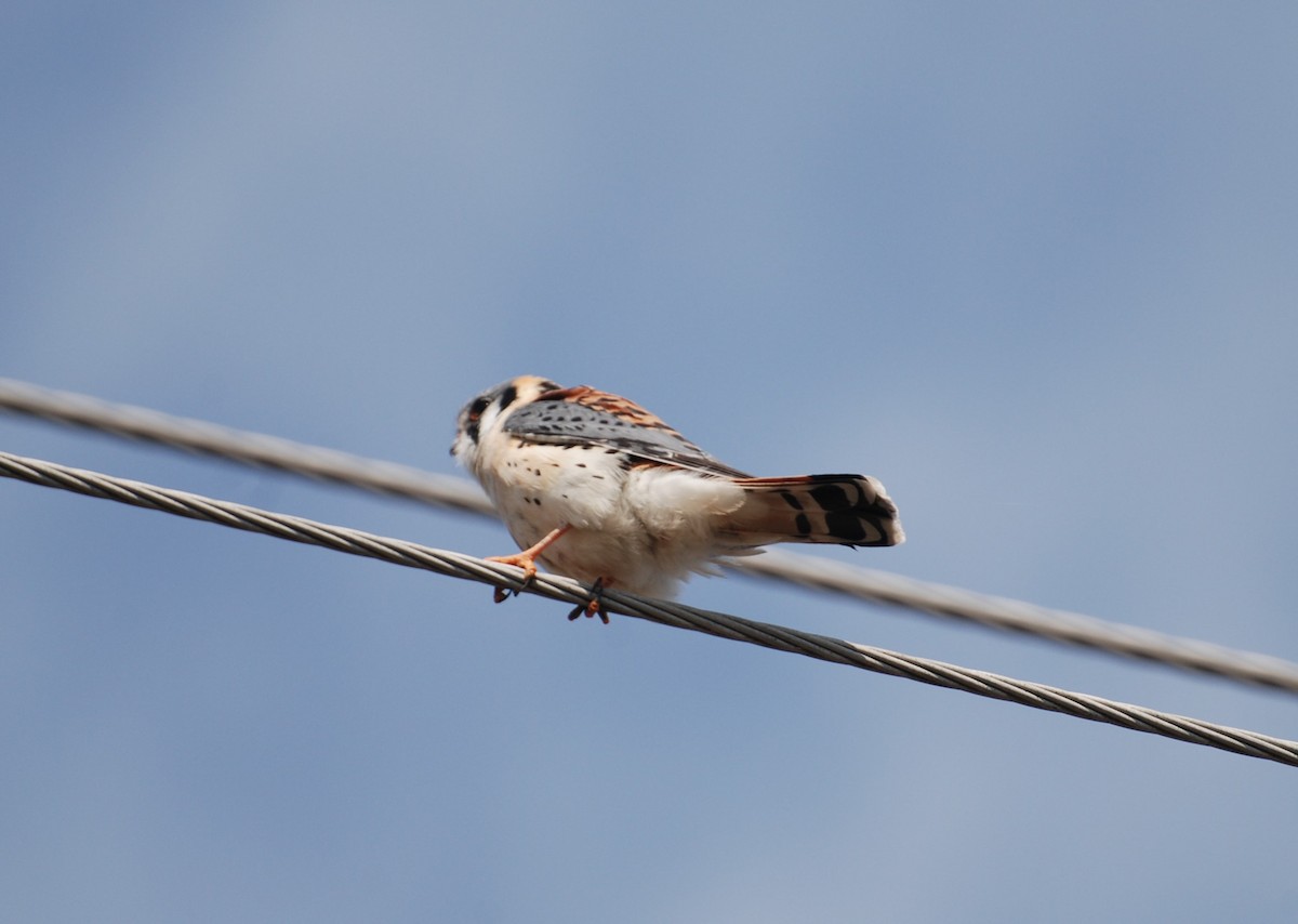 American Kestrel - ML302118051