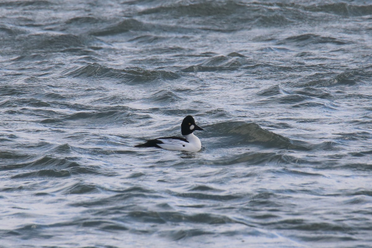 Common Goldeneye - ML302118391