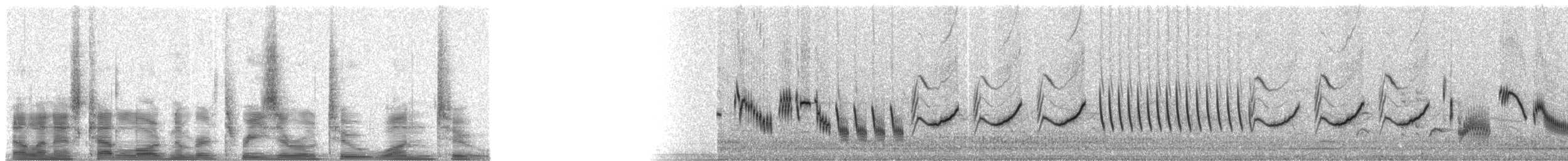歐亞雲雀(arvensis群) - ML30212