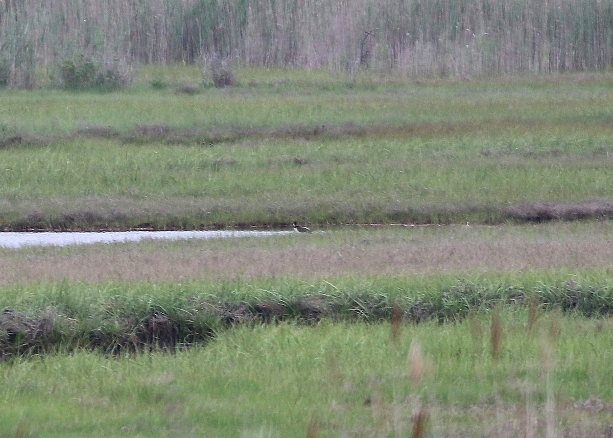 Black-necked Stilt - ML30212051