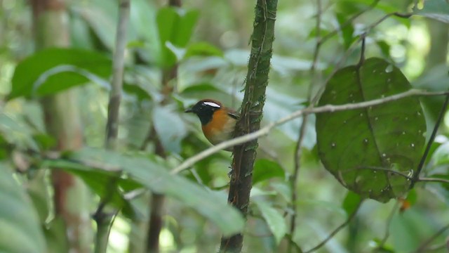 Chestnut-belted Gnateater - ML302121031