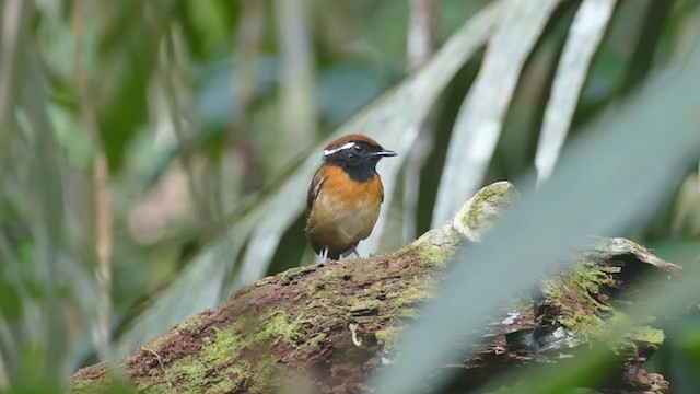 Chestnut-belted Gnateater - ML302121631