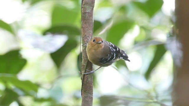 Common Scale-backed Antbird - ML302122261