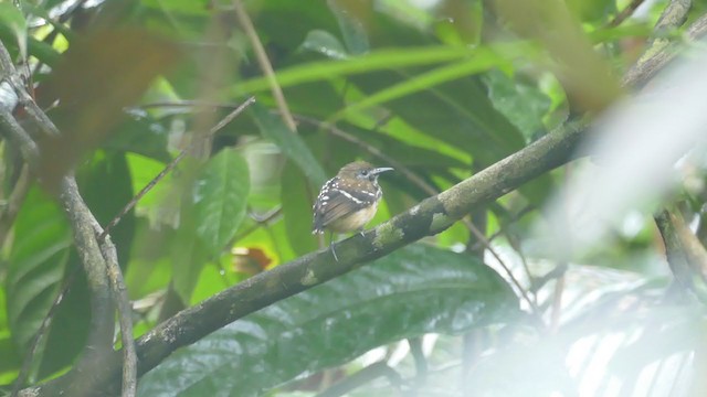 Dot-backed Antbird - ML302122931