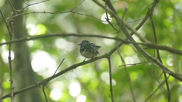 Dot-backed Antbird - ML302123311