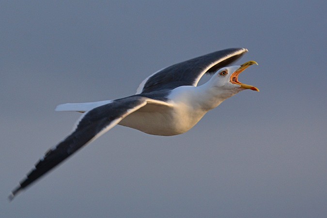 Lesser Black-backed Gull - ML302123491