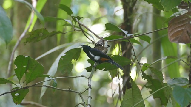 Fulvous-crested Tanager - ML302123811