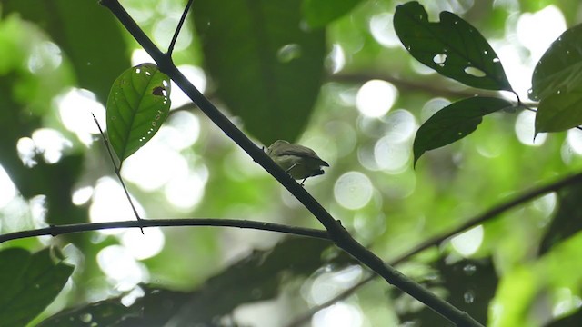 Dwarf Tyrant-Manakin - ML302124291