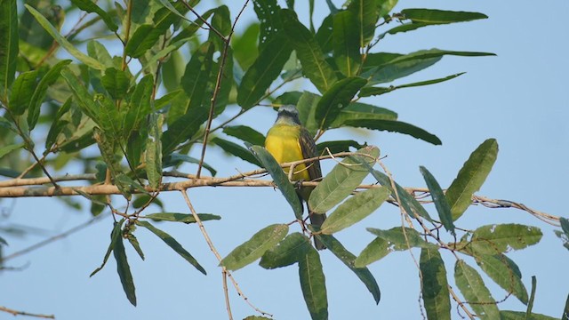 Gray-capped Flycatcher - ML302124631