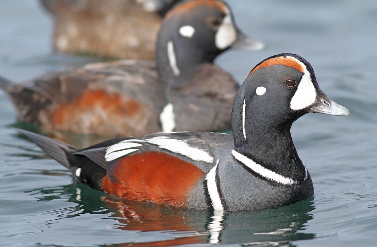 Harlequin Duck - ML302124931