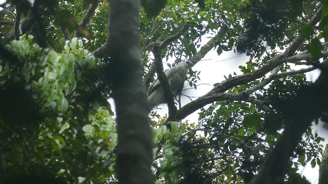 harpyje pralesní - ML302125701