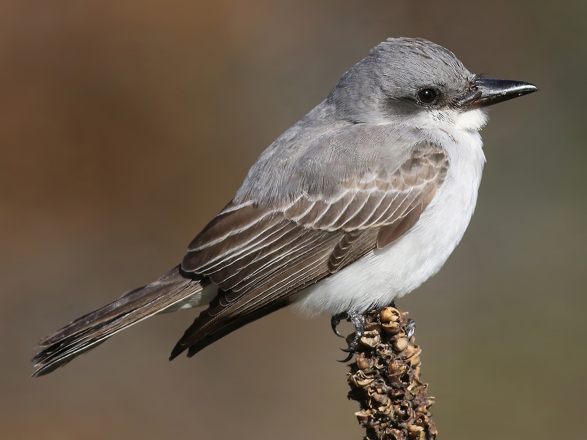 Photos - Gray Kingbird - Tyrannus dominicensis - Birds of the World