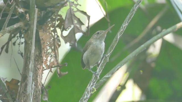 Long-billed Gnatwren - ML302126341