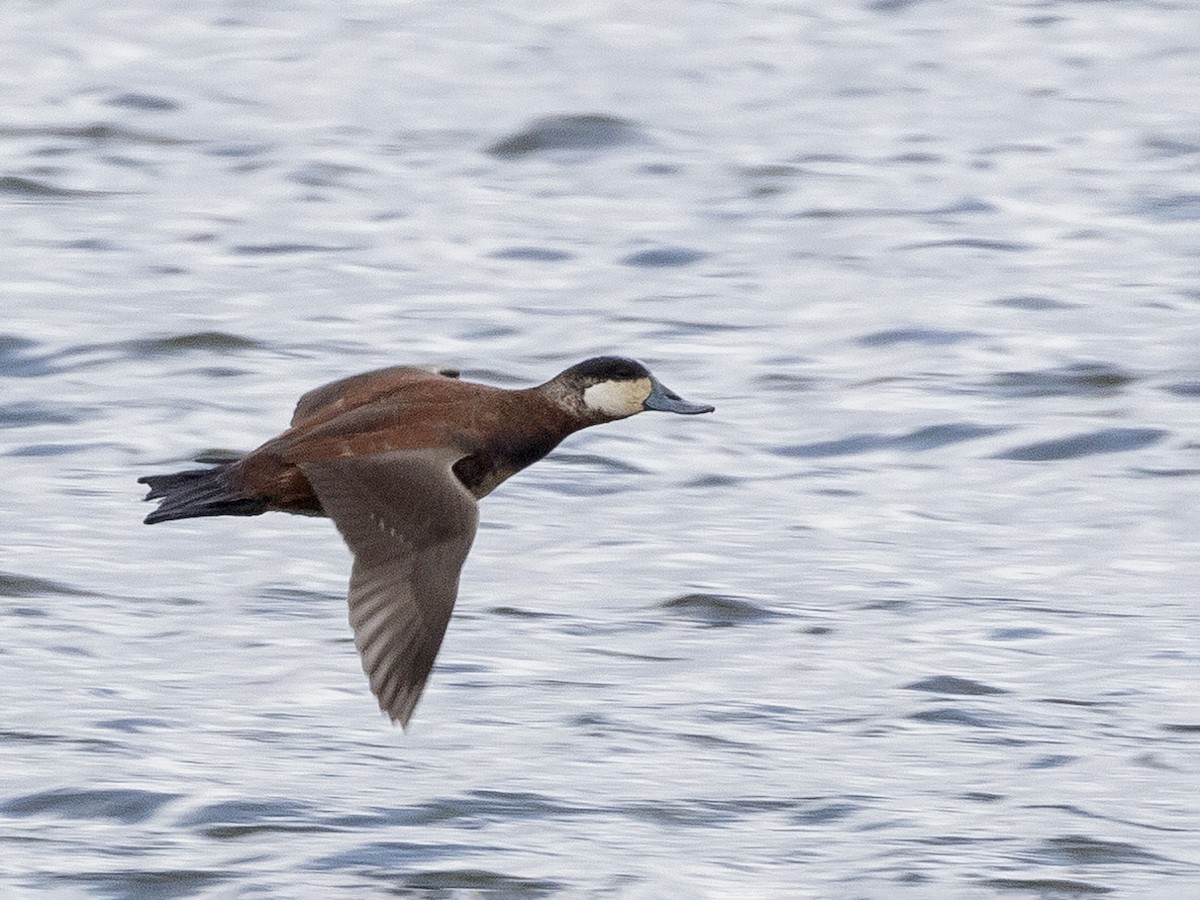 Breeding male
