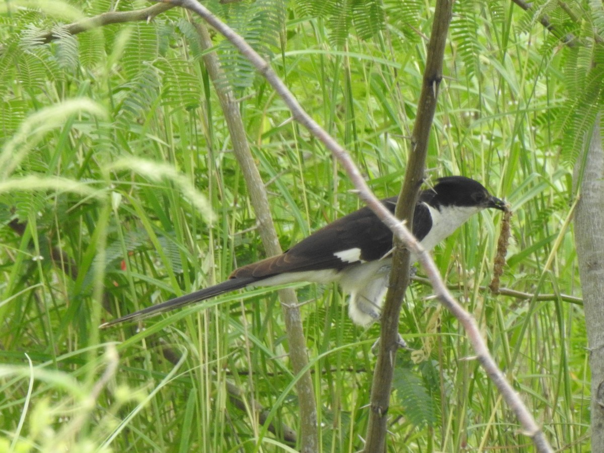 Pied Cuckoo - ML302126751