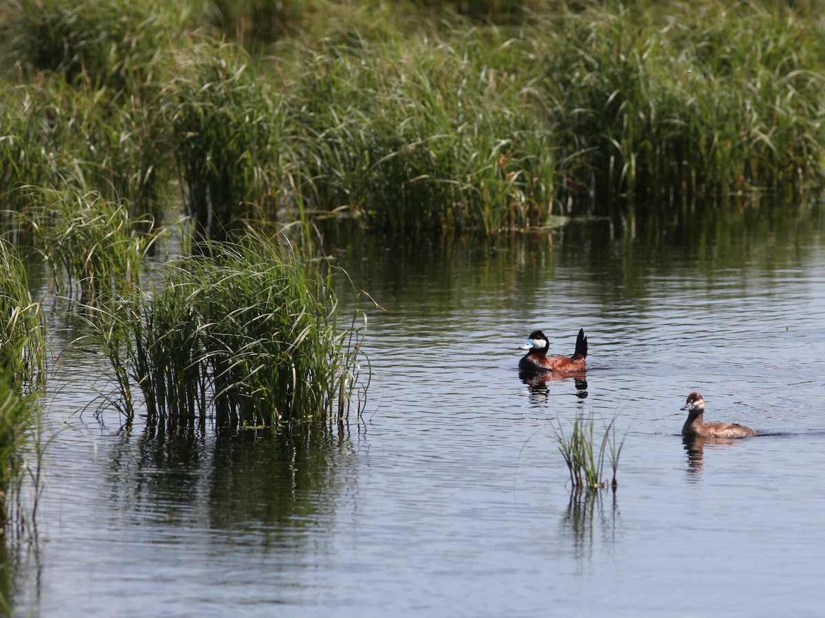 Habitat