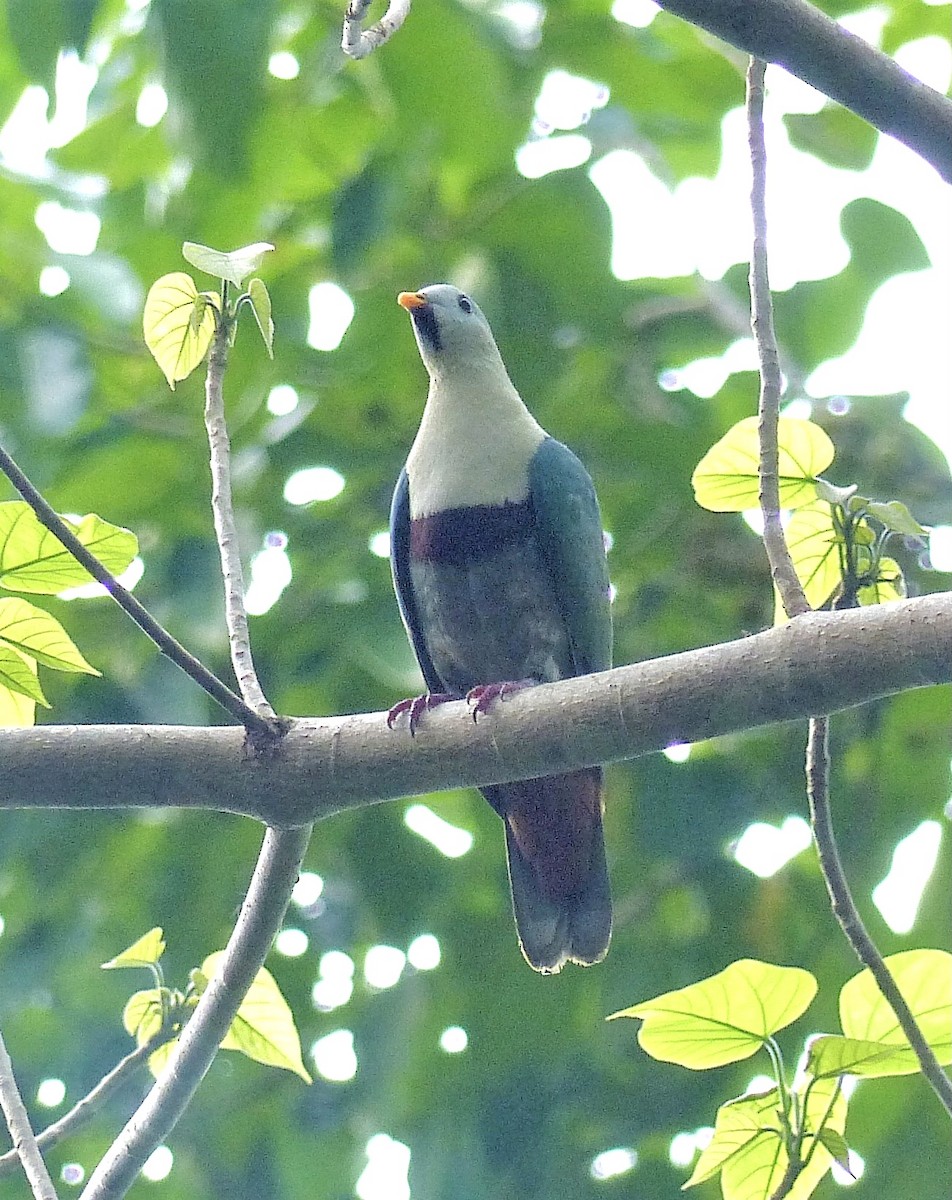 Black-chinned Fruit-Dove - ML302128161