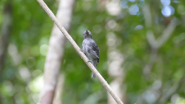 Mouse-colored Antshrike - ML302128941