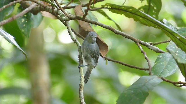 Mouse-colored Antshrike - ML302128961