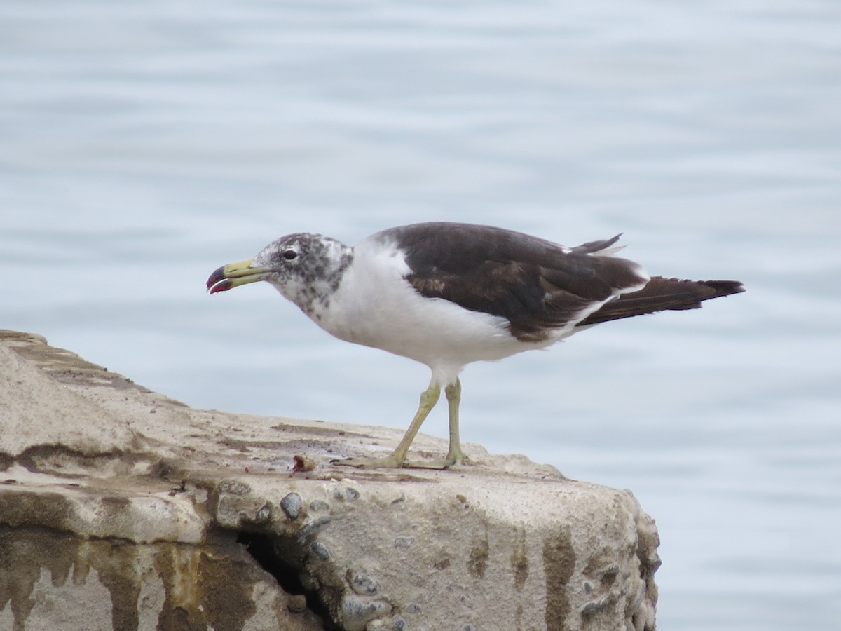 Belcher's Gull - ML302129111