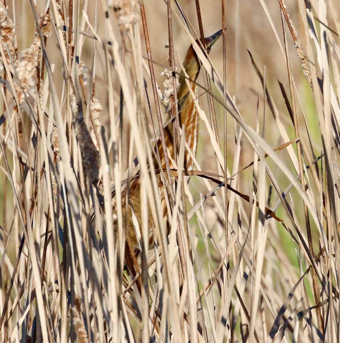 American Bittern - ML302129621