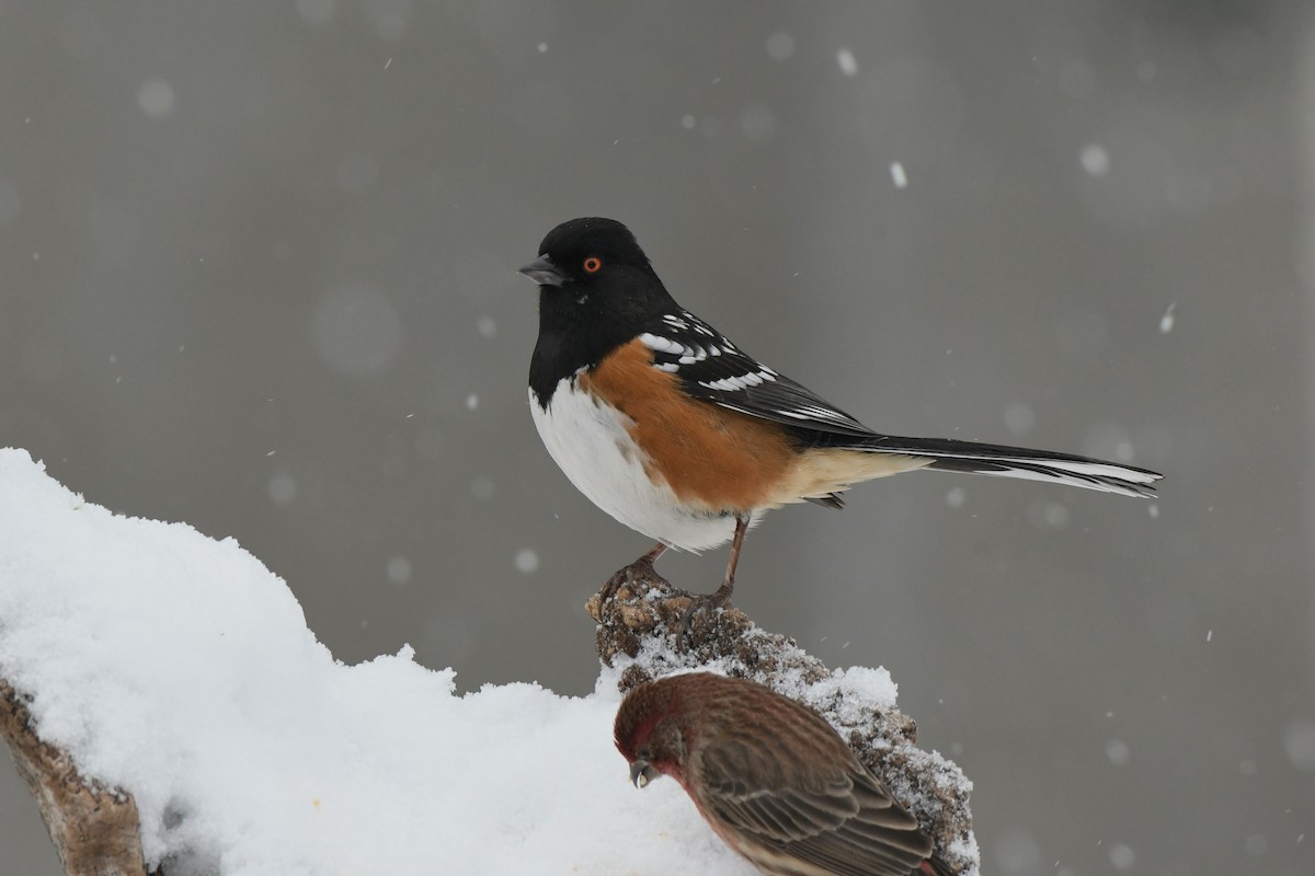 Spotted Towhee - ML302129631