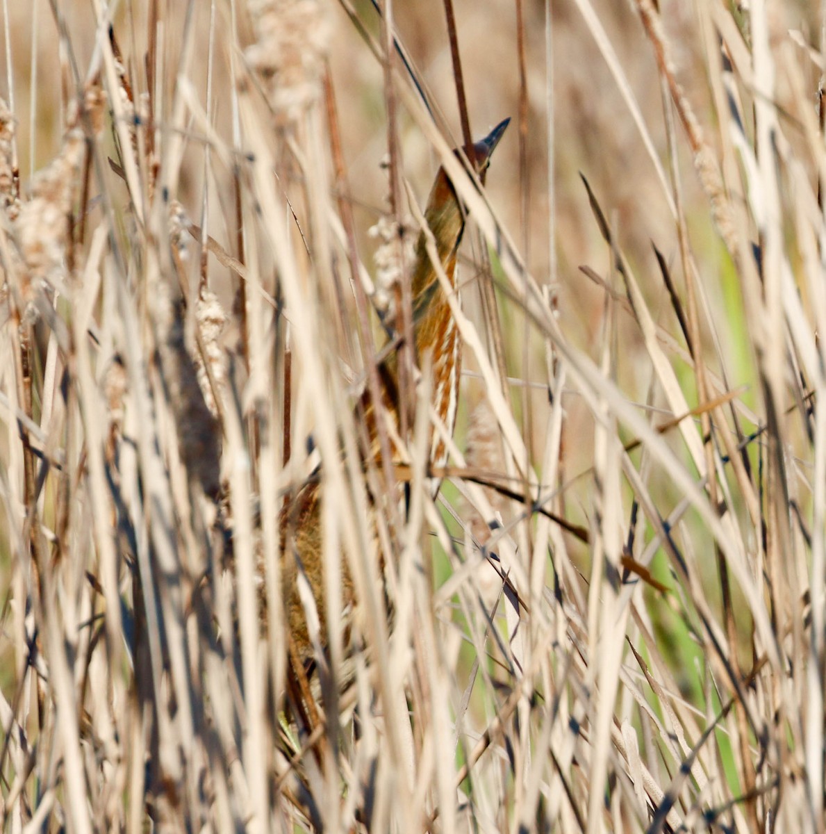 American Bittern - ML302129691