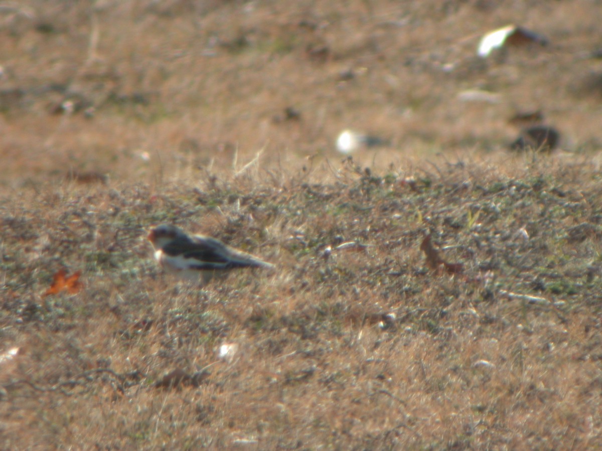 Snow Bunting - ML30212981