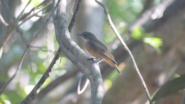 Orange-crowned Manakin - ML302131011