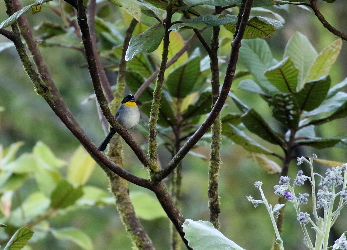 White-naped Brushfinch (Yellow-throated) - ML302131241