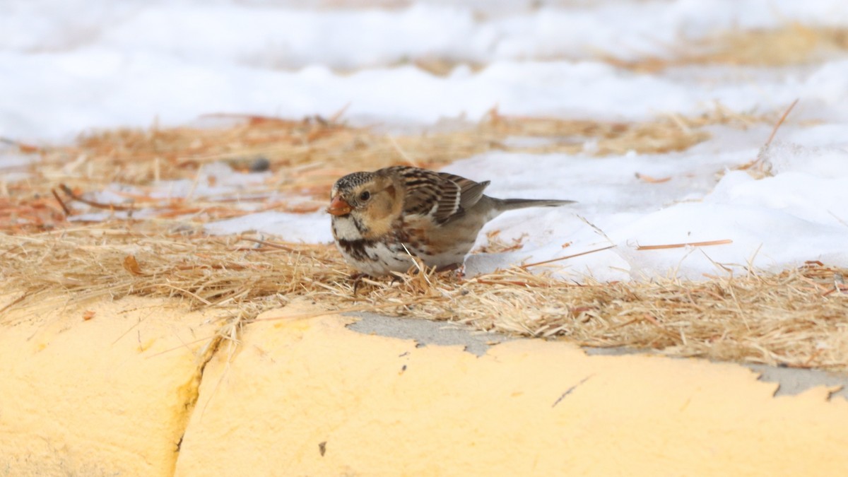 Harris's Sparrow - Bez Bezuidenhout