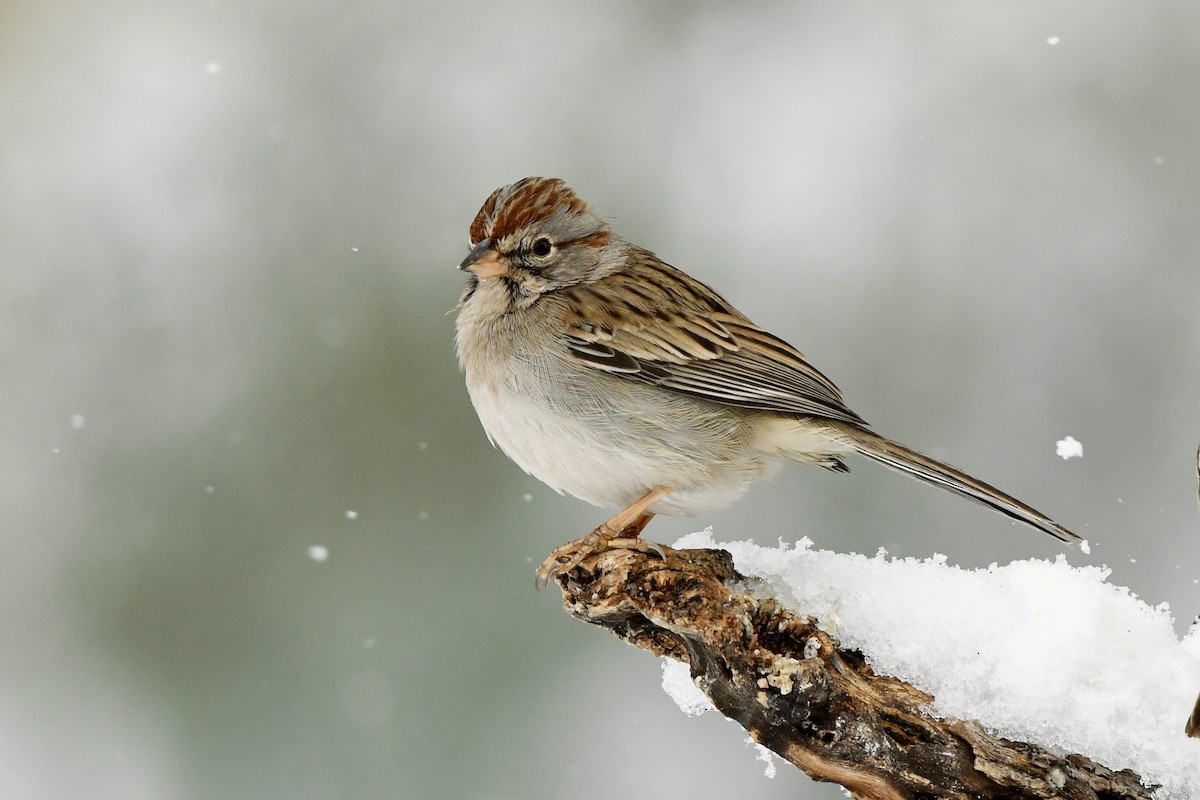 Rufous-winged Sparrow - Tony Battiste