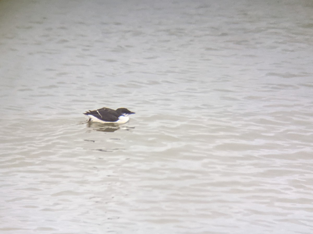 Thick-billed Murre - ML302131751