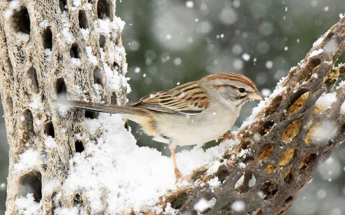 Rufous-winged Sparrow - Tony Battiste