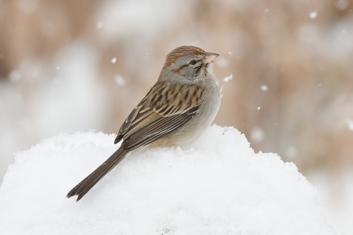 Rufous-winged Sparrow - ML302132001