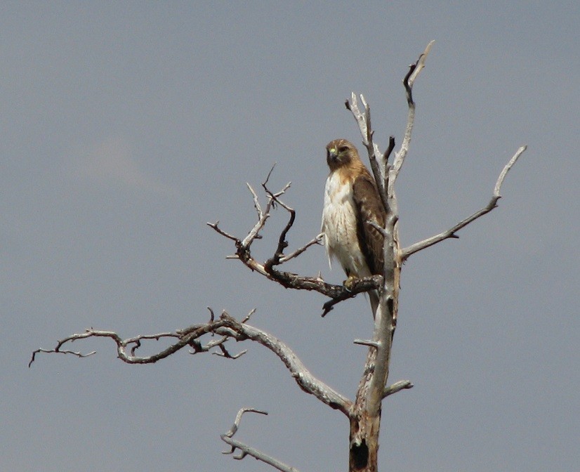 Red-tailed Hawk - Troy Corman