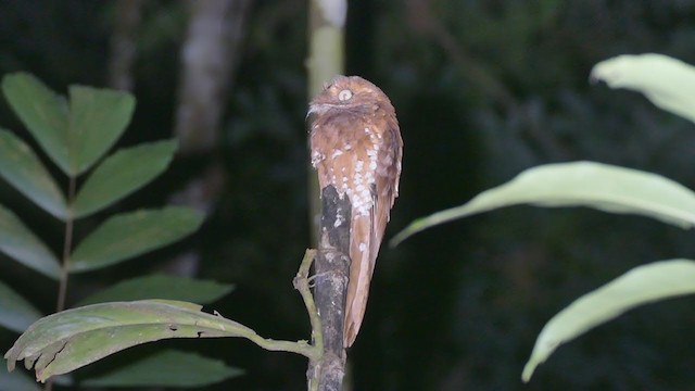 Rufous Potoo - ML302132421