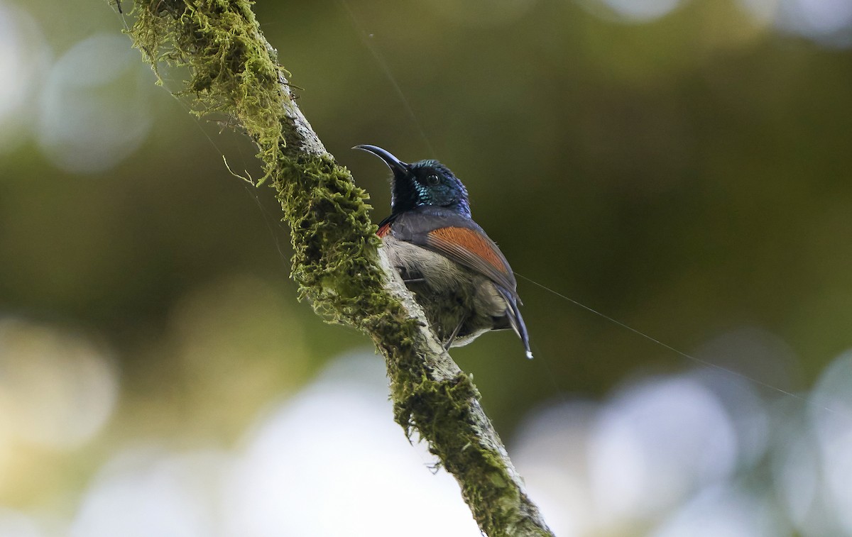 Rufous-winged Sunbird - ML302132451