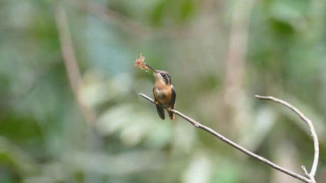 Коричневый колибри-отшельник - ML302133321