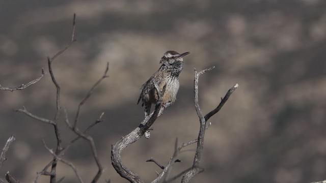 Cactus Wren - ML302134451