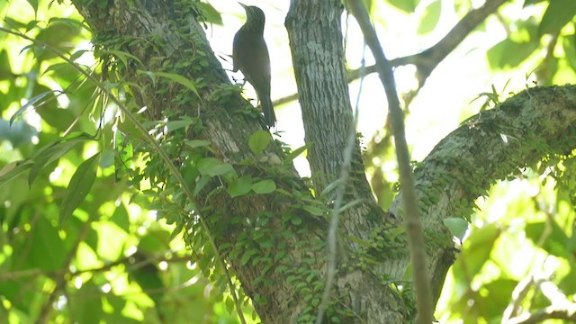 Zimmer's Woodcreeper - ML302134701