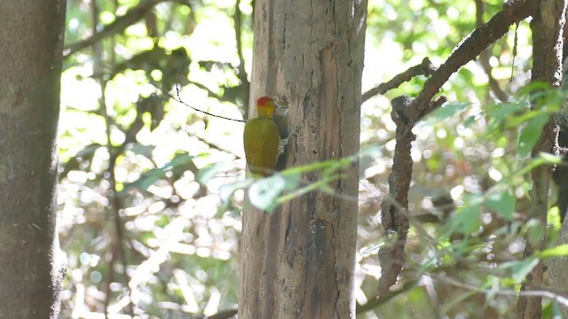Yellow-throated Woodpecker - ML302135141