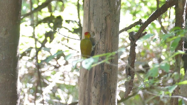 paprikaspett - ML302135141